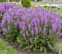 Salvia 'Back to the Fuchsia' CPBRAF PP32920 | COLOR SPIRES® Collection