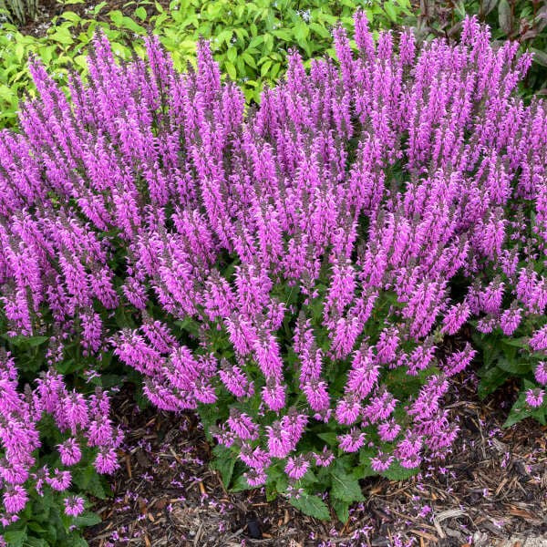 Salvia 'Back to the Fuchsia' CPBRAF PP32920 | COLOR SPIRES® Collection