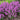 Salvia 'Back to the Fuchsia' CPBRAF PP32920 | COLOR SPIRES® Collection