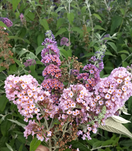 Bicolor Butterfly Bush | Fragrant Pollinator Shrub
