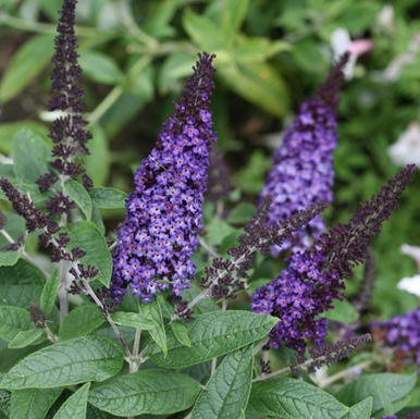 Pugster Blue® Butterfly Bush
