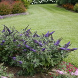 Pugster Blue® Butterfly Bush