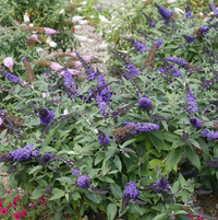 Pugster Blue® Butterfly Bush