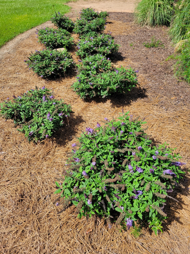 Pugster Blue® Butterfly Bush