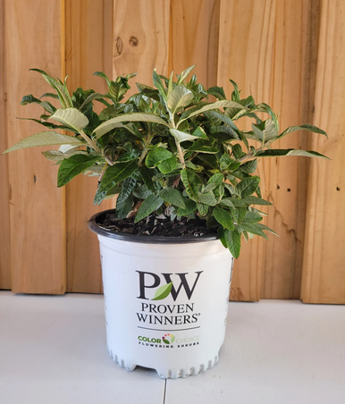 Pugster Blue® Butterfly Bush