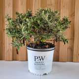 Pugster Blue® Butterfly Bush