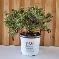 Pugster Blue® Butterfly Bush