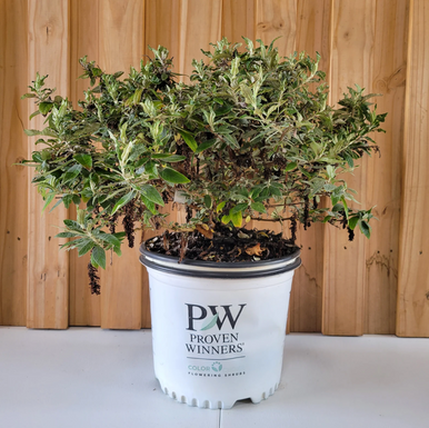 Pugster Blue® Butterfly Bush