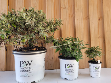 Pugster Blue® Butterfly Bush