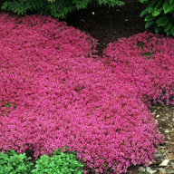 Red Creeping Thyme | Thymus praecox 'Coccineus'
