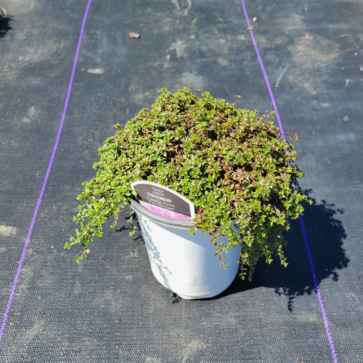 Red Creeping Thyme – Thymus praecox coccineus – Plant Factory Direct