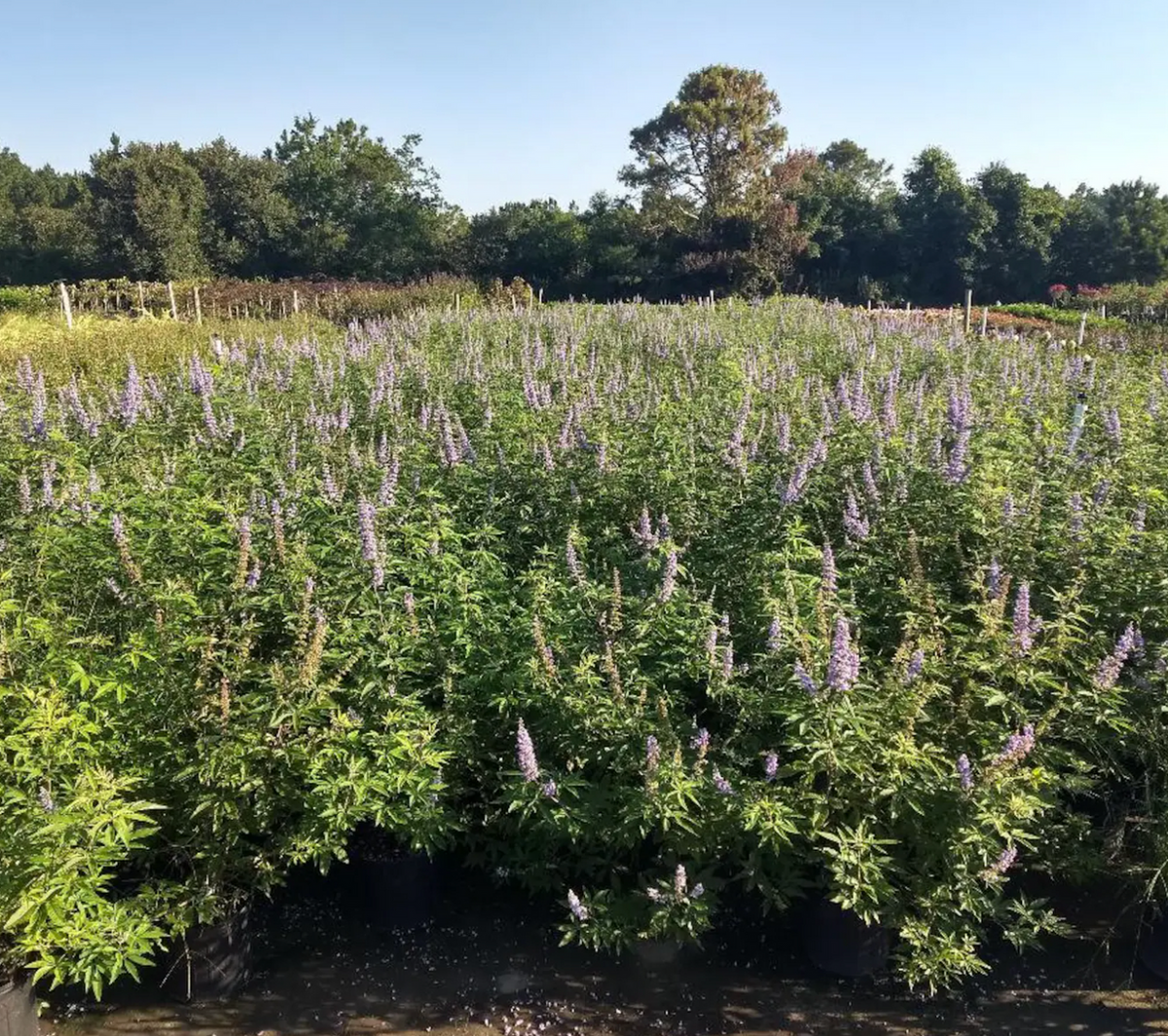 Chaste Tree Vitex agnus-castus ‘Shoal Creek’ – Plant Factory Direct