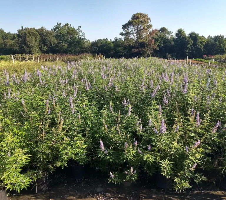 Chaste Tree Vitex agnus-castus ‘Shoal Creek’ – Plant Factory Direct
