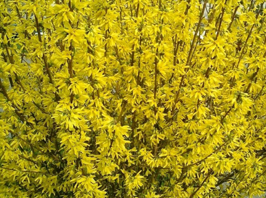 Magical®️ Gold Forsythia | Forsythia x intermedia 'Kolgold'