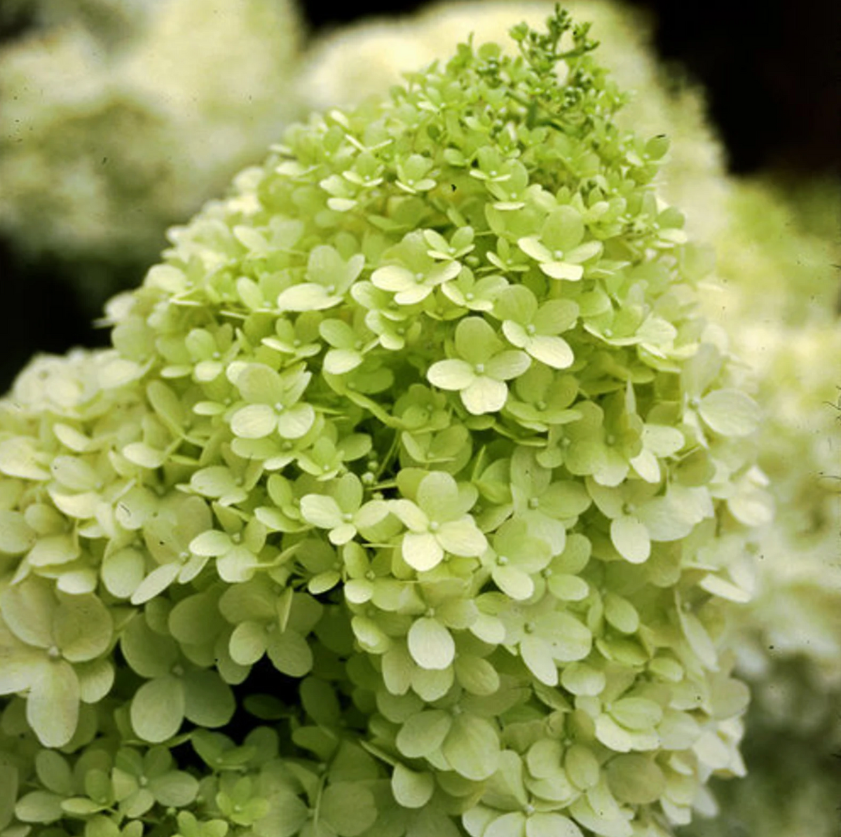 Limelight Hydrangea Tree - Proven Winners Standard Form | Zones 3-9 ...