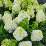 Limelight Hydrangea Tree | Hydrangea paniculata 'Limelight' in bloom