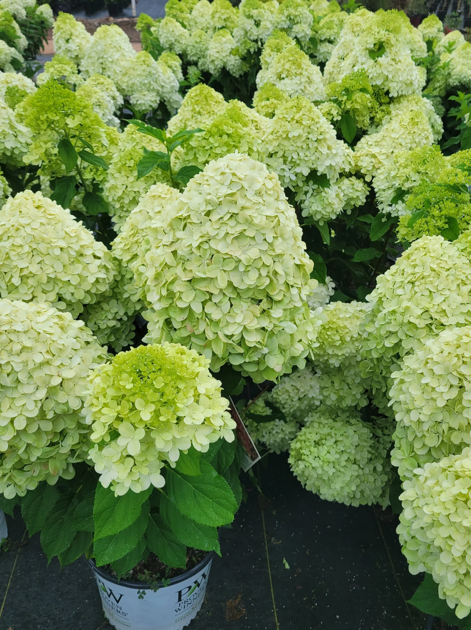 Limelight Hydrangea Tree | Hydrangea paniculata 'Limelight' flowers in a cluster