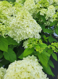 Limelight Hydrangea Tree | Hydrangea paniculata 'Limelight' flower clusters