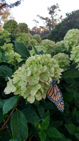 Limelight Hydrangea Tree | Hydrangea paniculata 'Limelight' flower