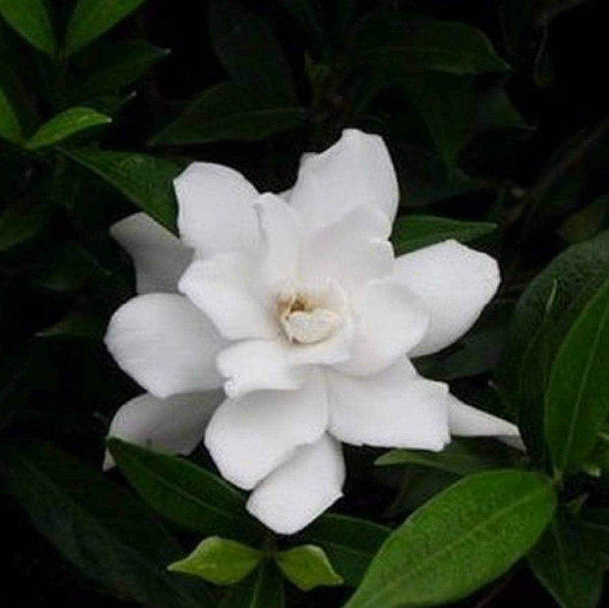 Frost Proof Gardenia | Gardenia jasminoides 'Frost proof'