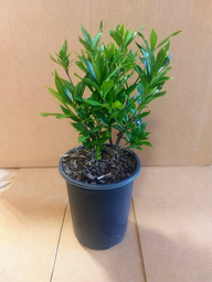 Frost Proof Gardenia