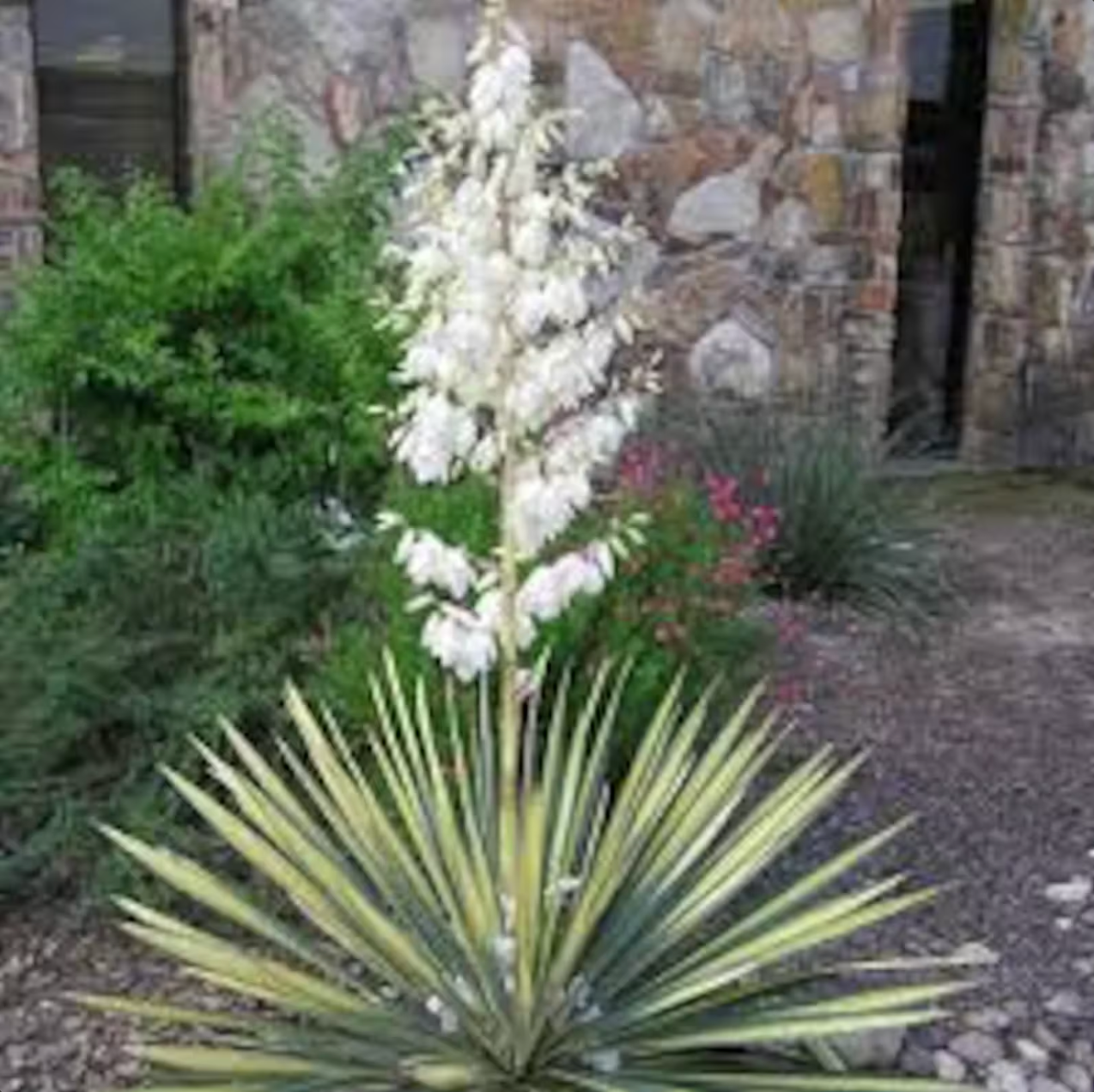 Color Guard Yucca | Yucca filamnetosa 'Color Guard' – Plant