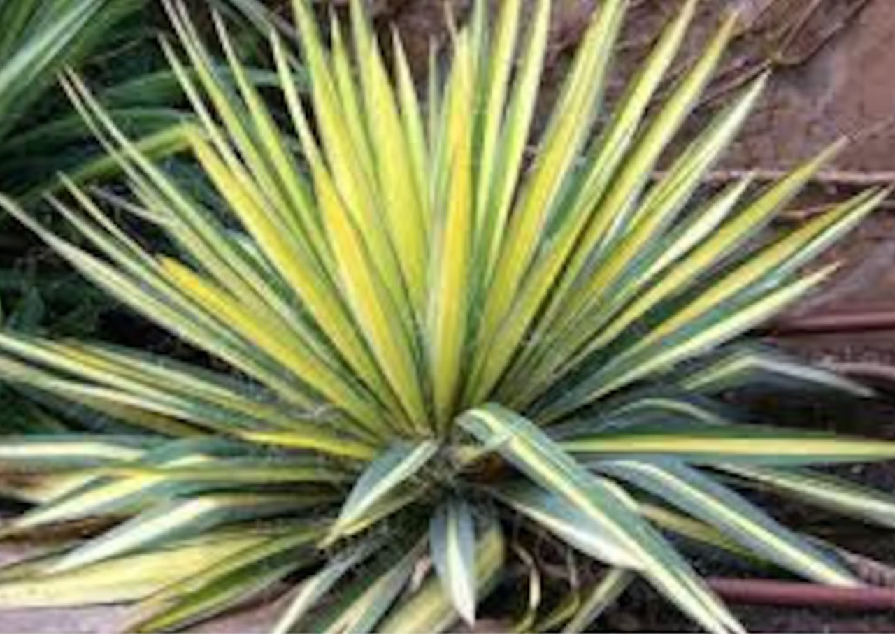 Color Guard Yucca | Yucca filamnetosa 'Color Guard' – Plant