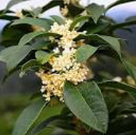 Fragrant Tea Olive | Sweet Olive | Osmanthus fragrans