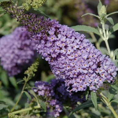 Buzz™ Sky Blue Butterfly Bush | Buddleia davidii 'Tobud0615' PP#23,461