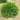 Winter Gem Boxwood | Buxus microphylla var. 'Winter Gem'