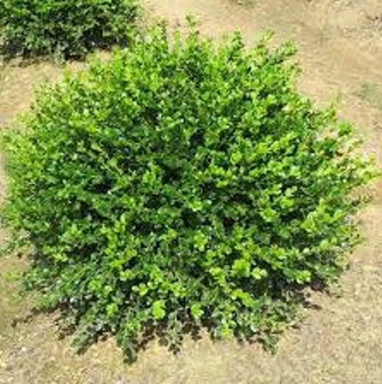 Winter Gem Boxwood | Buxus microphylla var. 'Winter Gem'