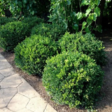 Winter Gem Boxwood | Buxus microphylla var. 'Winter Gem'
