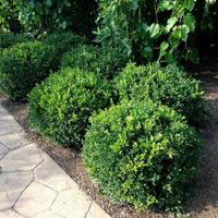 Winter Gem Boxwood | Buxus microphylla var. 'Winter Gem'