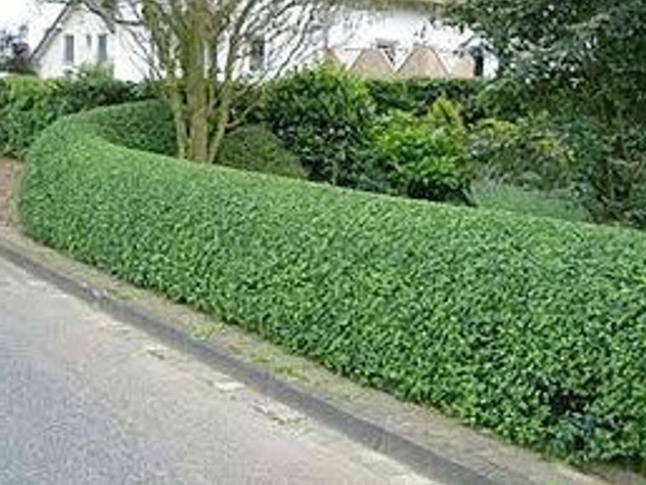 Winter Gem Boxwood | Buxus microphylla var. 'Winter Gem'