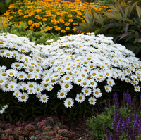 Amazing Daisies®  Daisy May® Shasta Daisy