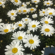 Amazing Daisies®  Daisy May® Shasta Daisy