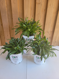 Amazing Daisies®  Daisy May® Shasta Daisy