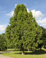 Bald Cypress | Taxodium distichum