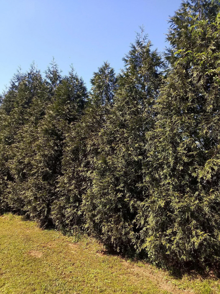 Thuja Green Giant (Thuja standishii x plicata)  Plant Factory Direct