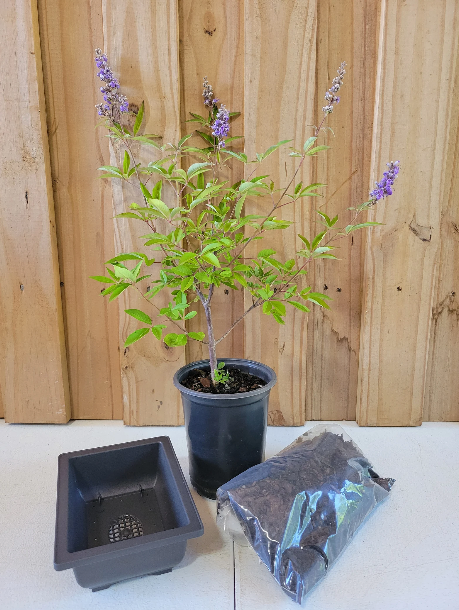 wisteria bonsai tree kit Bonsai Kit – Plant Factory Direct