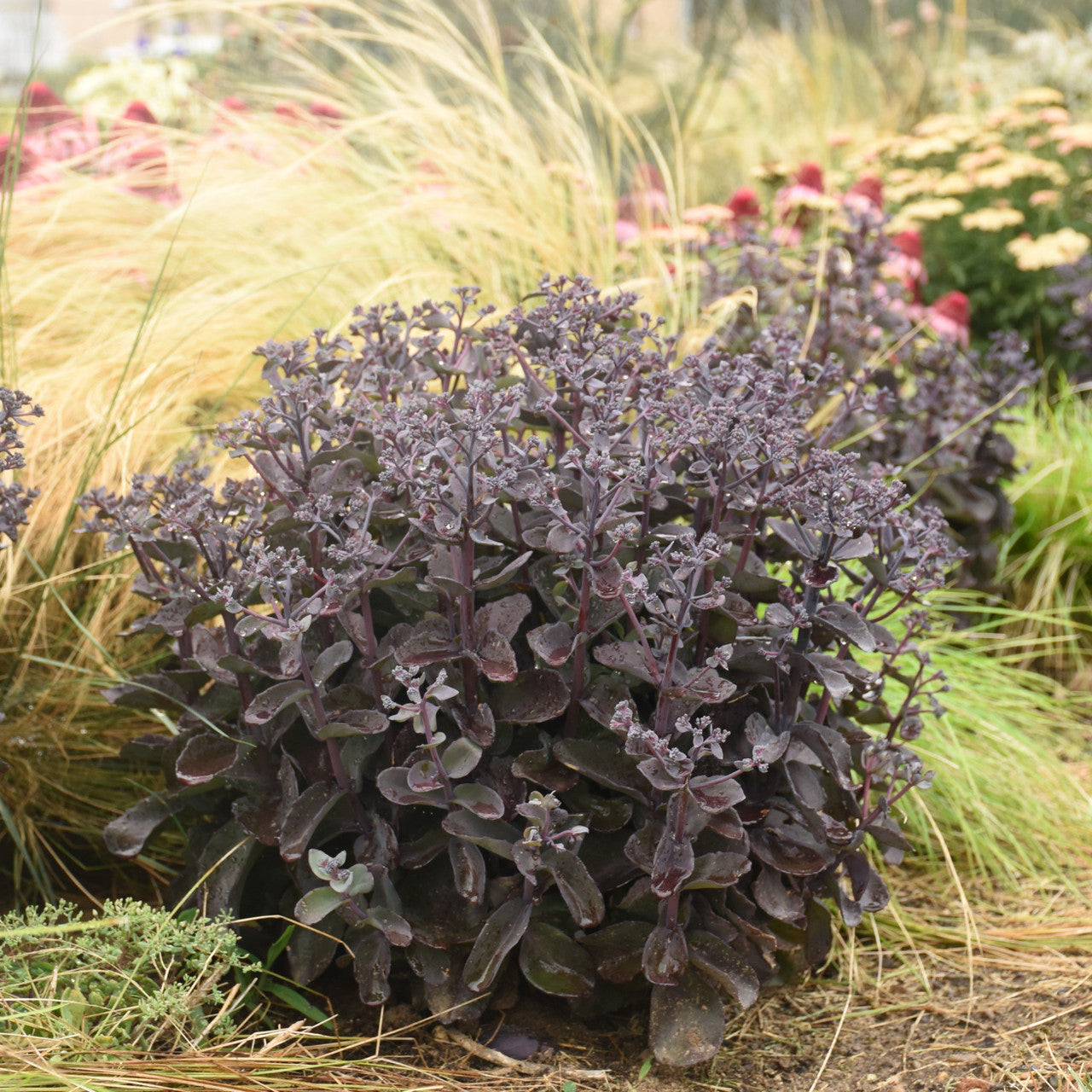 Pre-Orders – Plant Factory Direct