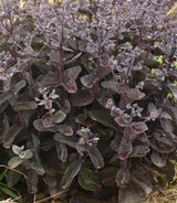 Sedum 'Back in Black'