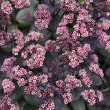 Sedum 'Back in Black'
