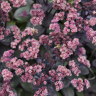 Sedum 'Back in Black'