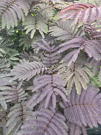 Albizia julibrissin 'Summer Chocolate' Mimosa tree