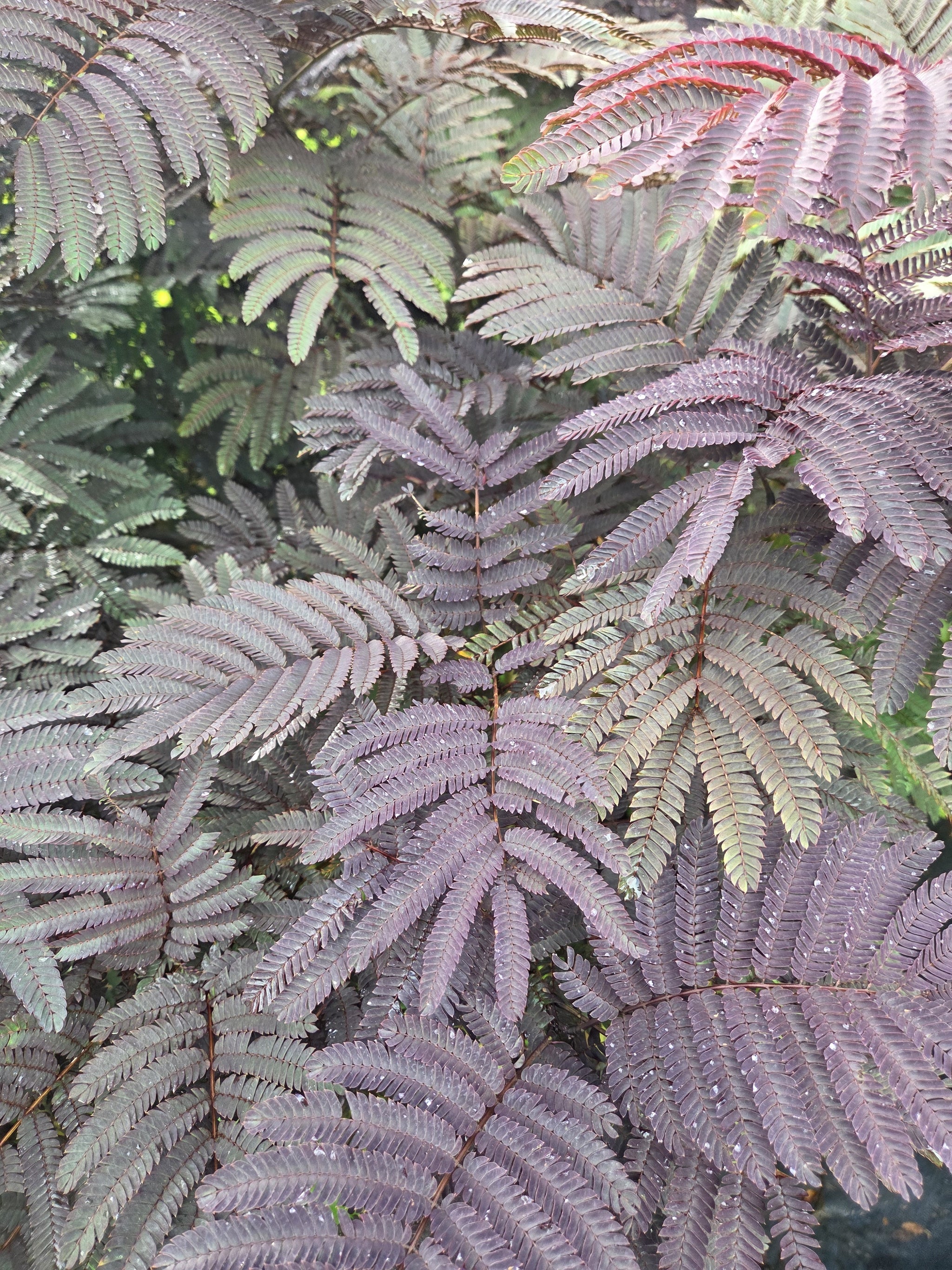 Albizia julibrissin 'Summer Chocolate' Mimosa tree