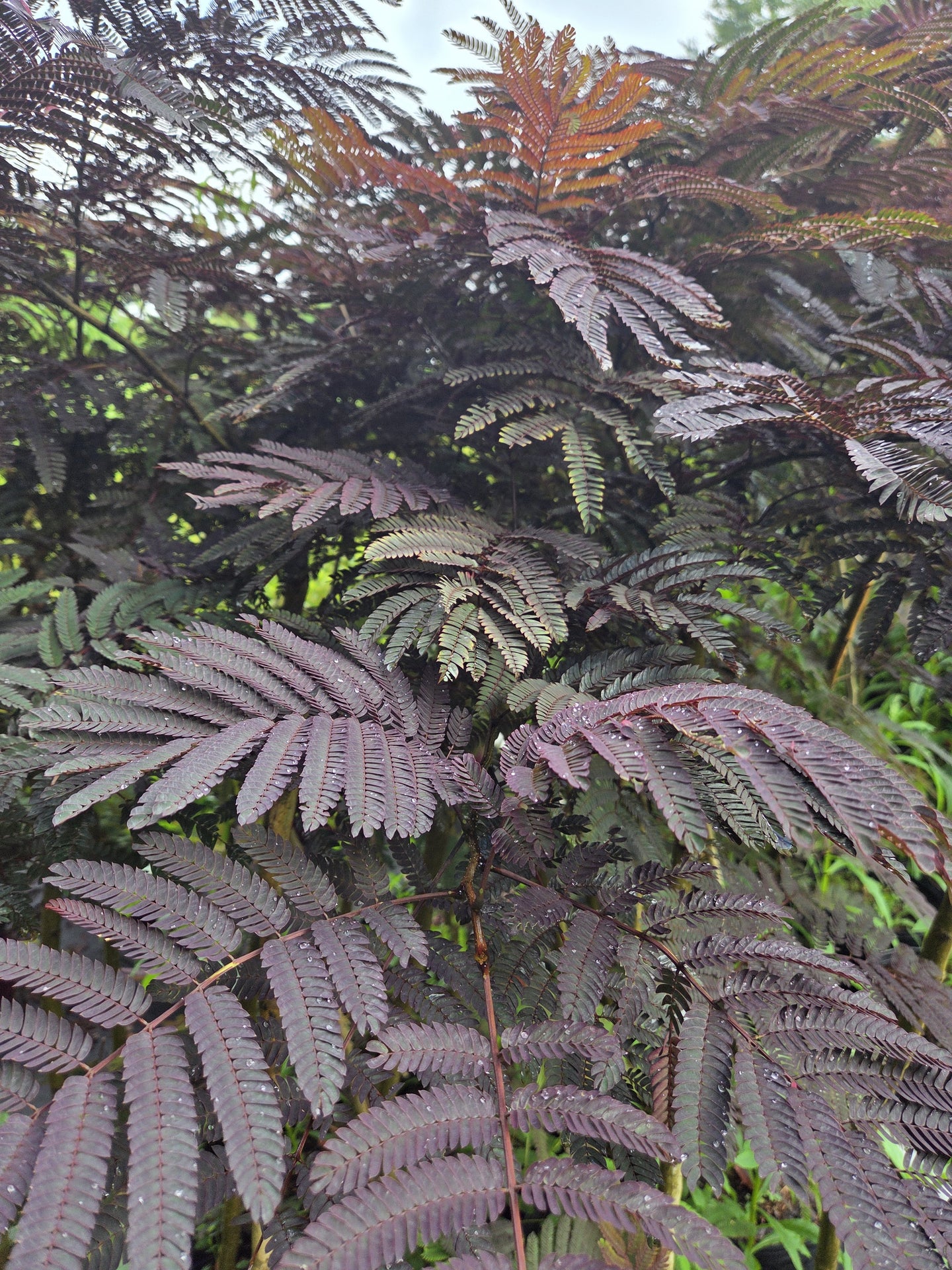 Albizia julibrissin 'Summer Chocolate' Mimosa tree
