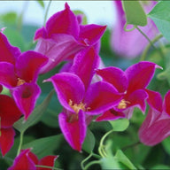 Princess Diana Clematis