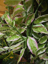 Variegated Devil's Backbone Euphorbia