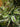 Variegated Devil's Backbone Euphorbia
